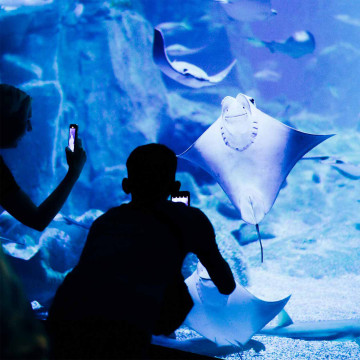 4 najbolj nenavadnih morskih živali, ki vas bodo navdušila