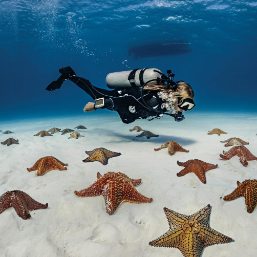 Potapljaške plavuti Scubapro Seawing Nova
